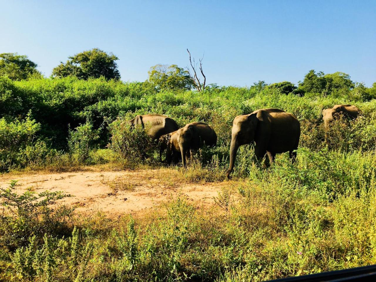 Atha Safari Resort & Riverside Camping Udawalawe Esterno foto