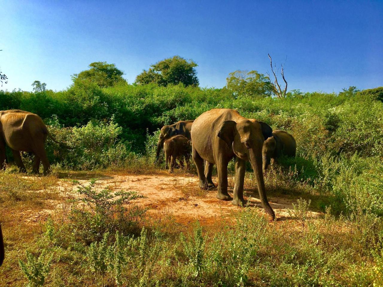 Atha Safari Resort & Riverside Camping Udawalawe Esterno foto